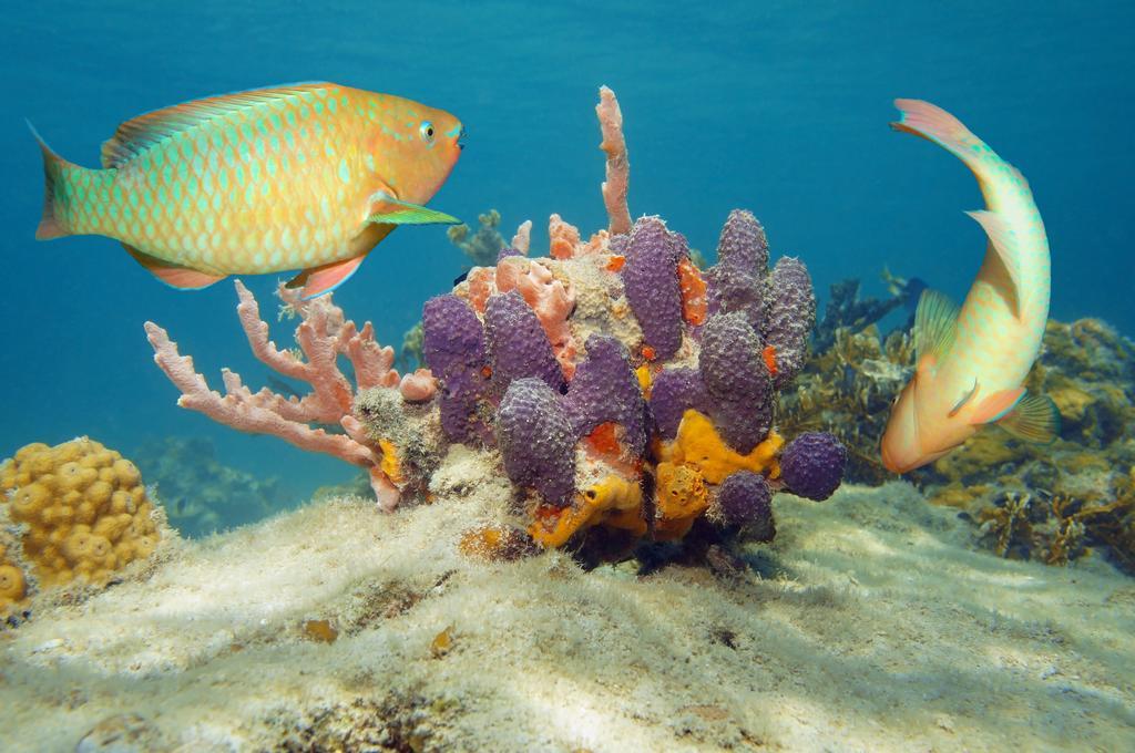 Dormio Bonaire Village 部屋 写真