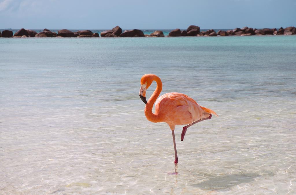 Dormio Bonaire Village 部屋 写真